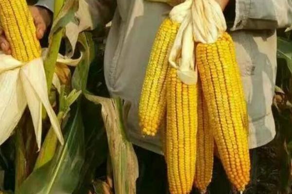 邦糯2号玉米品种简介，适宜密度为每亩4000株左右