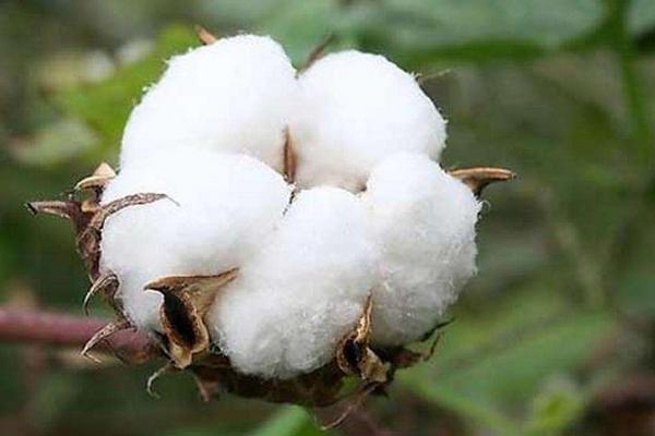 鲁棉361棉花种子简介，属转基因中熟品种