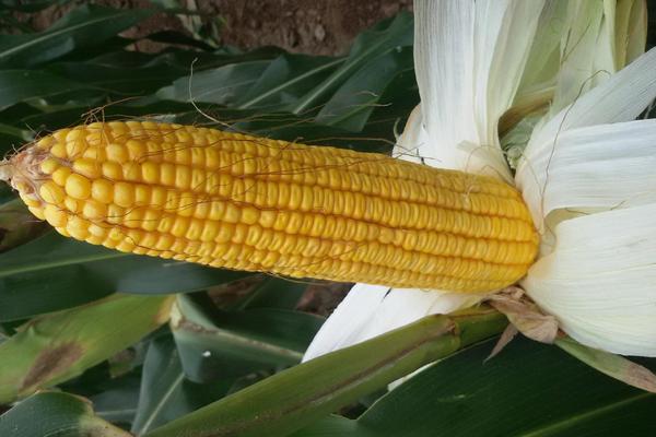 郑单919玉米种子特征特性