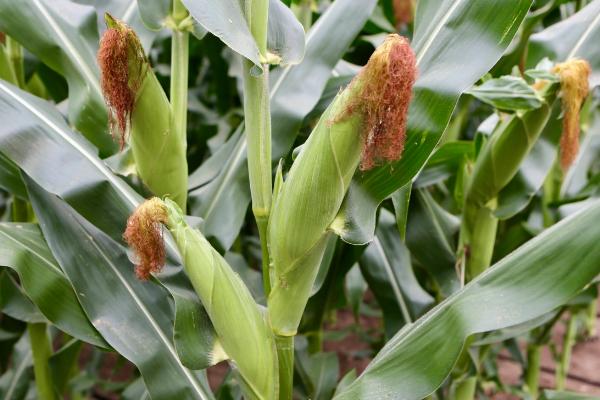 开青1号玉米种子特征特性