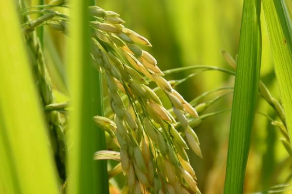 临秀325水稻品种简介，属中早熟粳稻品种