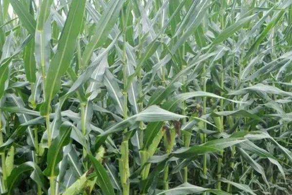 景玉787玉米种子特点，适宜种植密度4500株/亩