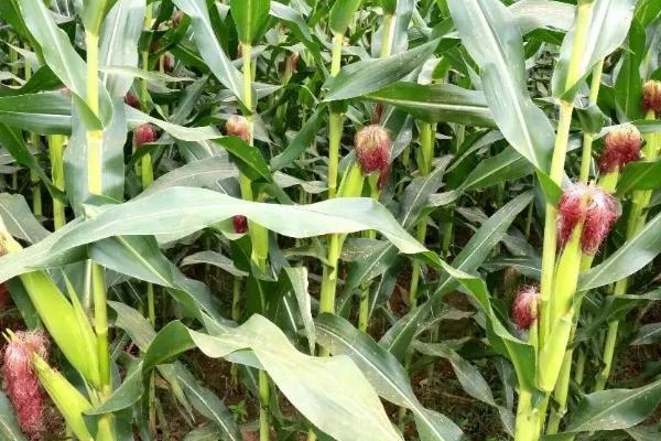 玉迪838玉米种简介，大喇叭口期防治玉米螟虫
