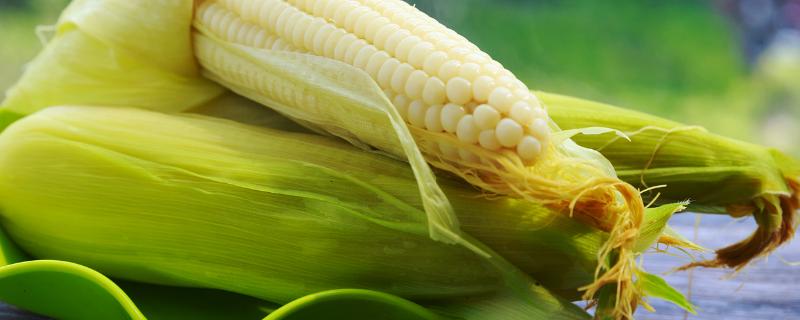 豫丰111玉米种子简介，大喇叭口期防治玉米螟虫