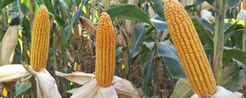 宛玉17玉米种子介绍，大喇叭口期防治玉米螟虫
