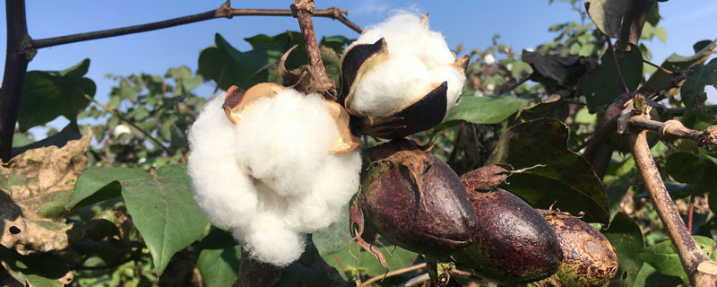 中棉EB001棉花种子介绍，肥力较好的两熟棉田