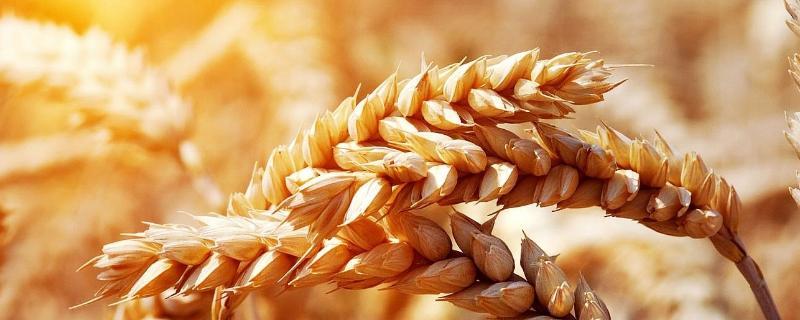 温麦169小麦品种的特性，适宜播种期10月上中旬