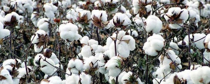 中棉EB005棉花品种简介，高抗枯萎病耐黄萎病