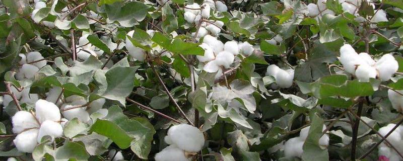 豫棉601棉花种子介绍，转单价抗虫基因常规春棉品种