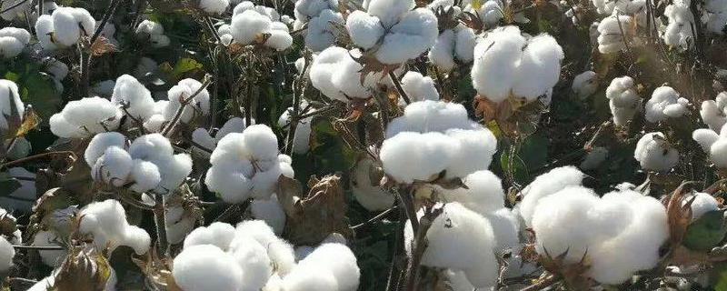 中棉所9712棉花种简介，露地直播4月下旬播种