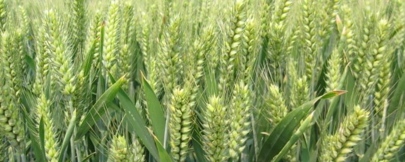 郑麦179小麦种子特点，适宜播种期10月上中旬