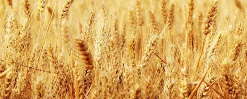 新选979小麦种子介绍，半冬性品种