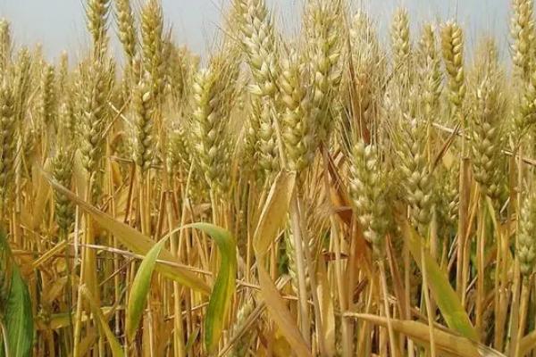 天谷红宝5号小麦品种简介，每亩适宜基本苗18～22万