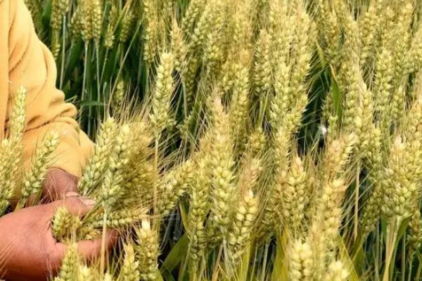 豫农806小麦种子特征特性，每亩适宜基本苗15～20万