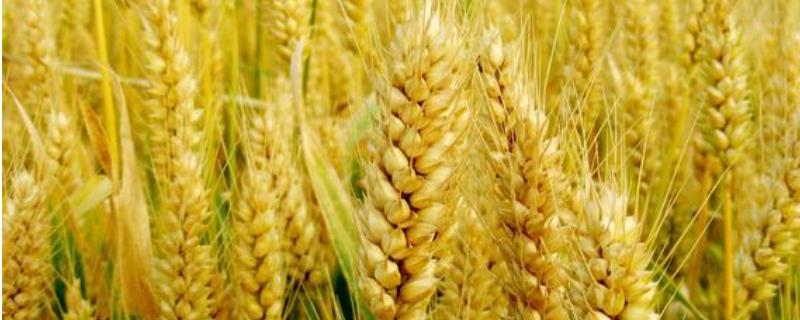 轮选178小麦种子介绍，半冬性品种