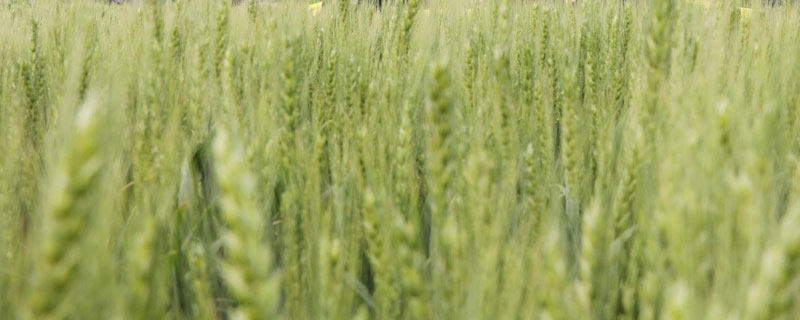 存麦608小麦种子介绍，每亩适宜基本苗18～22万