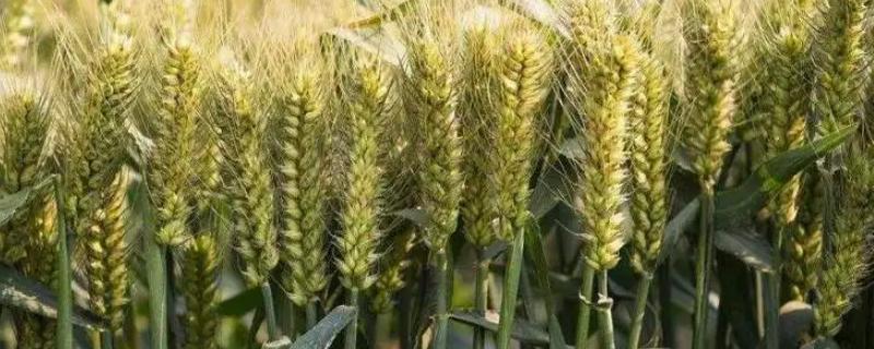 豫农806小麦种子特征特性，每亩适宜基本苗15～20万