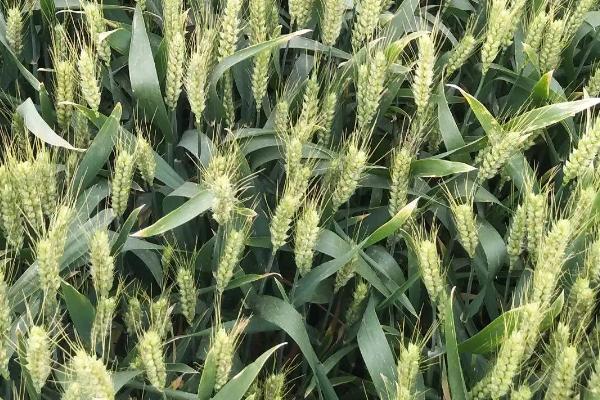 轮选121小麦品种的特性，弱春性品种