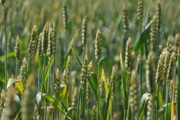 滑昌麦26小麦品种简介，适宜播种期10月上中旬