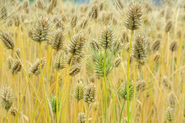 创星麦102小麦种子介绍，适宜播种期10月上中旬