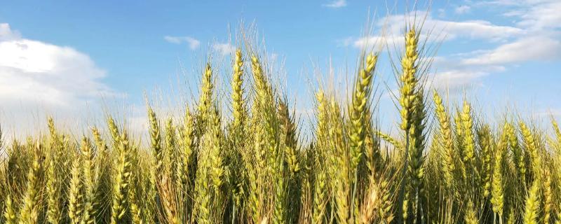 来麦201小麦品种简介，半冬性品种