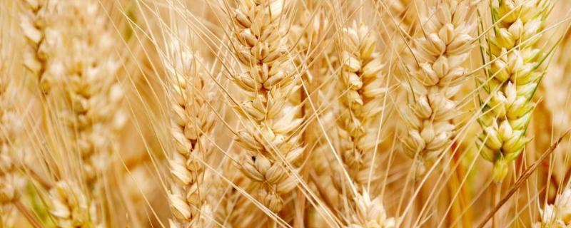 黑冠1号小麦种子特征特性，适宜播种期10月上中旬
