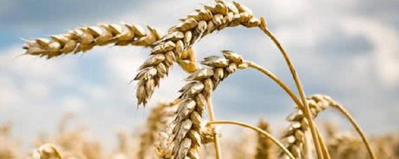 宛1390小麦品种简介，适宜播种期10月上中旬