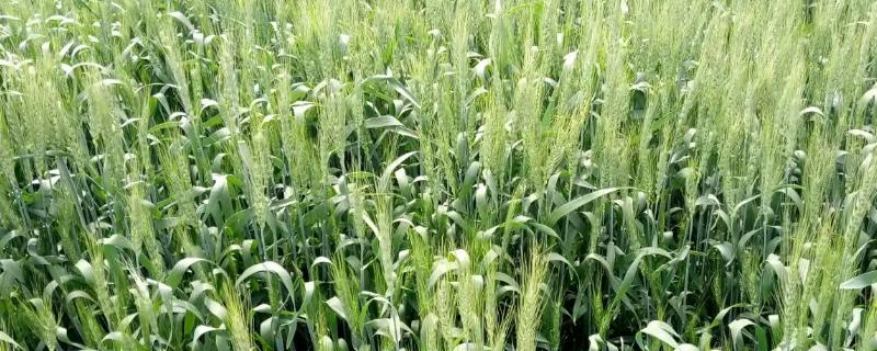 滑昌麦26小麦品种简介，适宜播种期10月上中旬