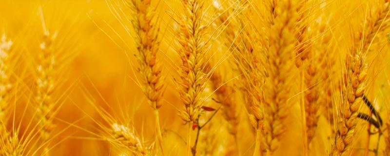 轮选49小麦品种的特性，适宜播种期10月上中旬