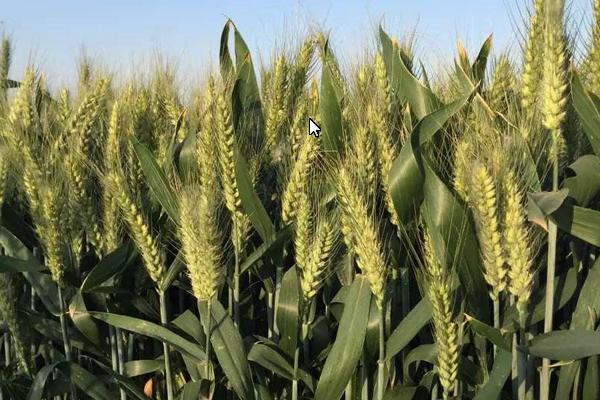 灵黑麦3号小麦种子简介，适宜播种期10月中下旬
