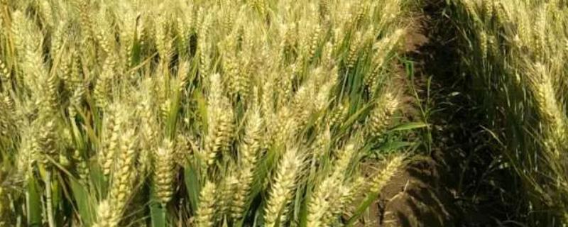 天谷红宝5号小麦品种简介，每亩适宜基本苗18～22万