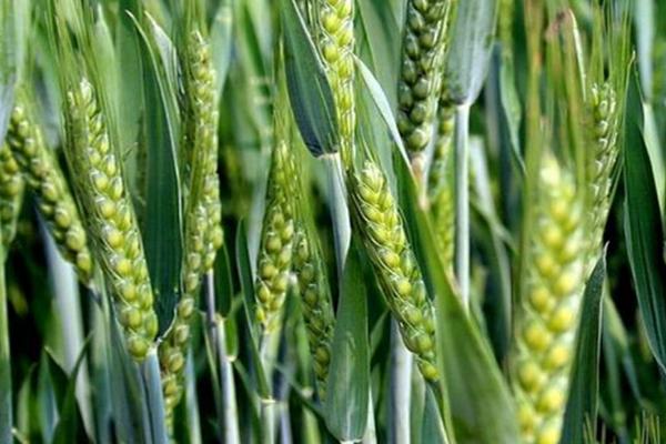 黑冠1号小麦种子特征特性，适宜播种期10月上中旬