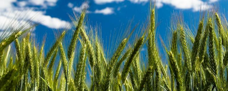 洛旱30小麦品种简介，每亩适宜基本苗16～18万