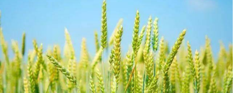 郑农4108小麦品种简介，弱春性品种