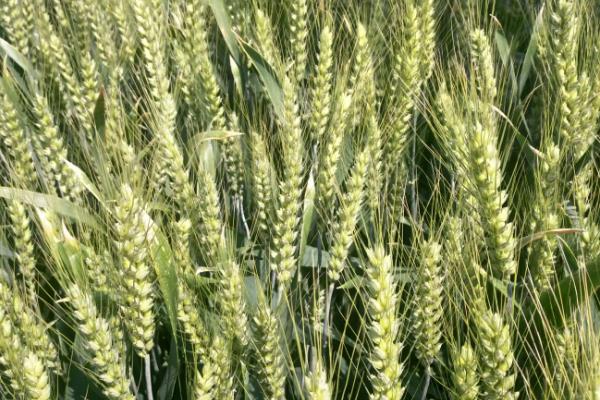 丰皇619小麦品种简介，每亩适宜基本苗18～20万