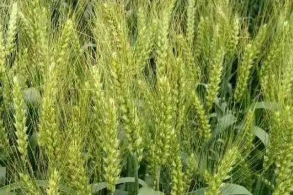 郑农4108小麦品种简介，弱春性品种