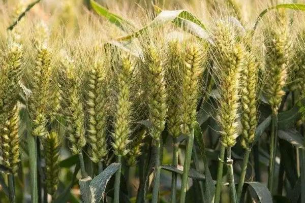 豫农908小麦种子简介，半冬性品种