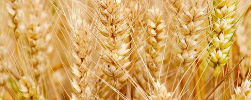 中育1702小麦种子特点，适宜播种期10月上中旬