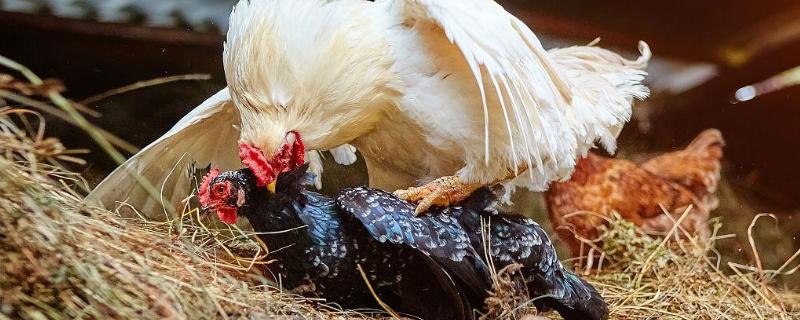 公鸡和母鸡怎么配对，会遵循自然规律配对