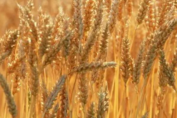 山农19小麦品种的产量，平均亩产可达559.0kg