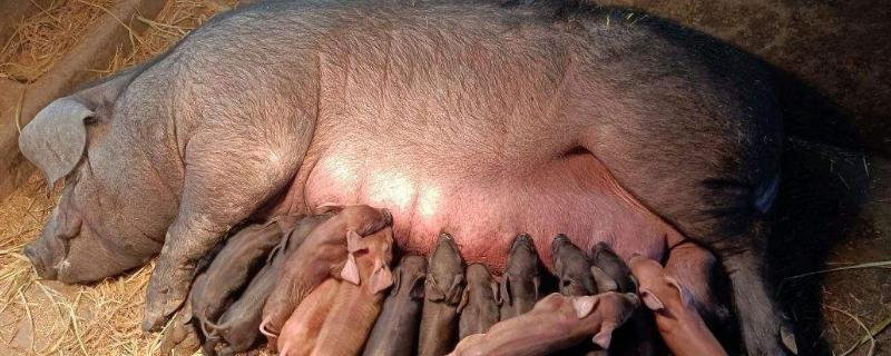 母猪的产后如何护理，首先要做的就是检查母猪的胎衣