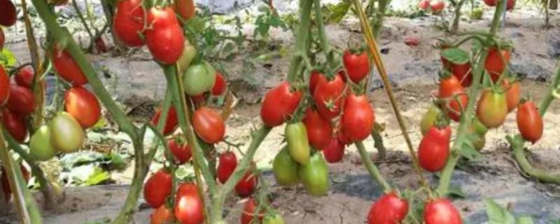 太空番茄是怎样培育出来的，是通过太空育种培育出来的