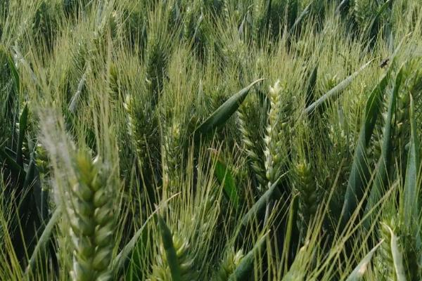 郑麦163小麦品种简介，每亩适宜基本苗15万左右