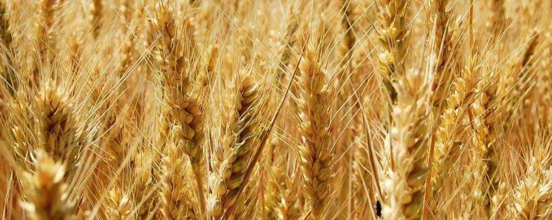 郑麦163小麦品种简介，每亩适宜基本苗15万左右