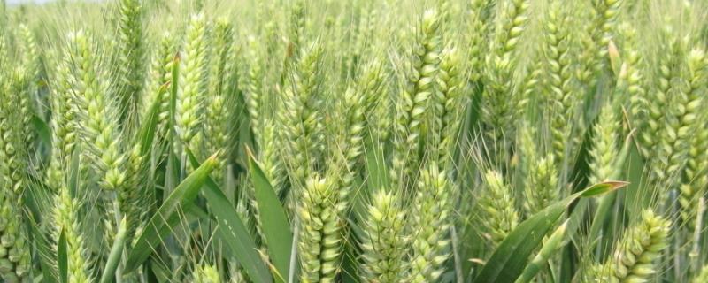 漯麦47小麦种简介，重点防治条锈病
