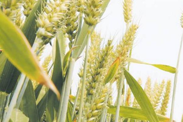 明农18小麦种简介，属偏春性品种