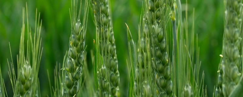 鄂麦1166小麦种子特点，亩播种量9～10公斤