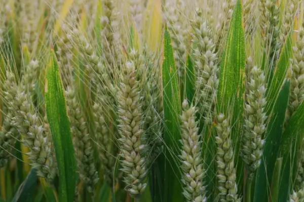 鄂麦572小麦种子简介，重点防治纹枯病