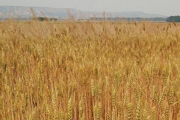 裕麦198小麦种子特征特性，生育期193.6天