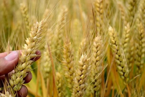 鄂麦572小麦种子简介，重点防治纹枯病